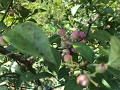 Kids_BlaseFarm_7-2020 (4)